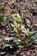 Erythronium Multiscapodium