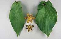 Tricyrtis Puberula _blatt Links _bl _te Unten _ Tricyrtis Latifolia _batt Rechts _bl _te Oben 3