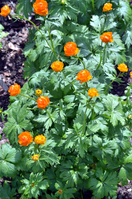 Trollius Asiaticus