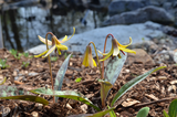Erythronium Americanum